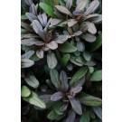 Photo Courtesy of Ball Horticultural Company