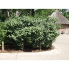 Allegheny Viburnum...©photo ArborTanics Inc.