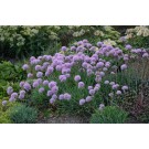 Photo Courtesy of Ball Horticultural Company