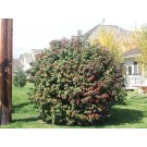 ©ArborTanics Inc.