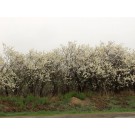 American Plum...©photo ArborTanics Inc.