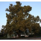 AMERICAN SYCAMORE ©photo ArborTanics Inc.