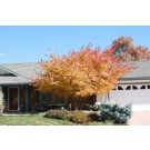 GINNALA MAPLE ©photo ArborTanics Inc.