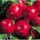 Apple, Haralson