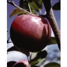 Photo Courtesy of Bailey Nurseries Inc.