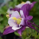 Image courtesy Ball Seed