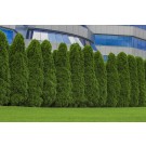 Adobe Stock Image