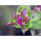 Arnold's Red Honeysuckle...©photo ArborTanics Inc.