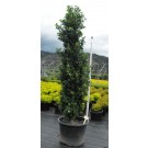 Photo Courtesy of Bron & Sons Nursery Co.