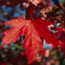 Autumn Fantasy Maple