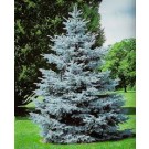 Spruce, Colorado var.Glacier Blue