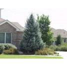 Bacheri Blue Spruce...©photo ArborTanics Inc.
