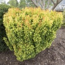 Photo Courtesy of Greenleaf Nursery Company