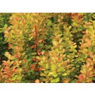 Photo Courtesy of Star® Roses and Plants