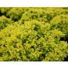 Photo Courtesy of Greenleaf Nursery Company