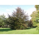 RIVERS COPPER BEECH ©photo by ArborTanics inc.