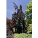 Photo Courtesy of Iseli Nursery