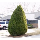 Berkman's Gold Arborvitae ©photo ArborTanics Inc.