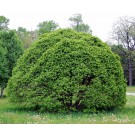 Photo Courtesy of Chicagoland Grows®