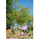 Photo Courtesy of Russell's Nursery 