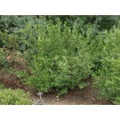 Common Black Chokeberry...©photo ArborTanics Inc.