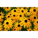 Rudbeckia, Early Bird Gold (Black-Eyed Susan)