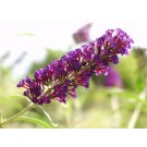 Black Knight Butterfly Bush...©photo ArborTanics Inc.