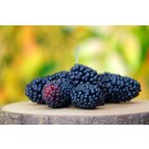 Blackberry, Columbia Star Thornless