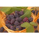Photo Courtesy of Ball Horticultural Company