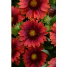 Photo Courtesy of Ball Horticultural Company