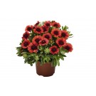 Photo Courtesy of Ball Horticultural Company