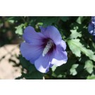 Blue Bird Rose Of Shaorn ©photo ArborTanics Inc.