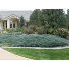 Blue Chip Juniper...©photo ArborTanics Inc.