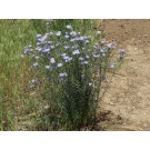 Blue Flax...©photo ArborTanics Inc.
