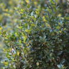 Image Copyright Arbortanics Inc