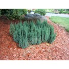 Juniper, Blue Forest