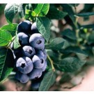 Photo Courtesy of Bailey Nurseries
