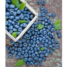 Photo Courtesy of Ball Horticultural Company