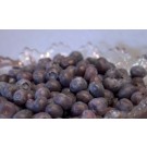 Blueberry, Northblue Half Highbush