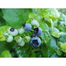 Blueberry, Polaris 