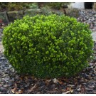 Photo Courtesy of Greenleaf Nursery Company