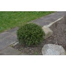 Boxwood, Green Gem