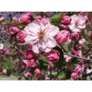 BRANDYWINE PINK FLOWERING CRABAPPLE ©photo ArborTanics Inc.