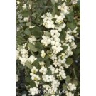 Snowberry, Bright Fantasy™