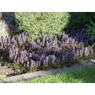 Bronze Beauty Ajuga...©photo ArborTanics Inc.