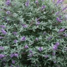 Butterfly Bush, Petite Indigo® 