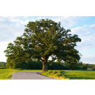 Appx. 100  year old tree Kansas