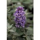 Photo Courtesy of Greenleaf Nursery Company