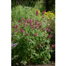 Photo Courtesy of Greenleaf Nursery Company