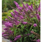 Photo Courtesy of Greenleaf Nursery Company
